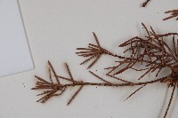 臺灣黃杉藏品圖，第5張