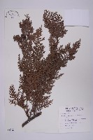 紅檜藏品圖，第1張