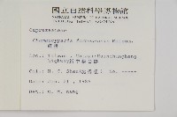 紅檜藏品圖，第2張