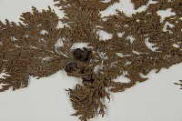 紅檜藏品圖，第3張