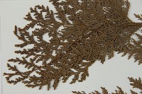 紅檜藏品圖，第4張