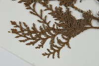 紅檜藏品圖，第5張