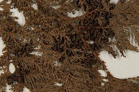 紅檜藏品圖，第3張