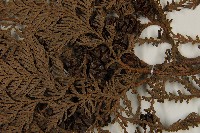 紅檜藏品圖，第4張