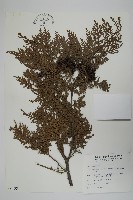 紅檜藏品圖，第1張