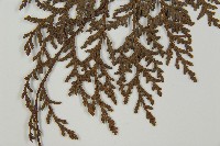 紅檜藏品圖，第4張