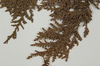 紅檜藏品圖，第5張