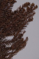 柳杉藏品圖，第3張