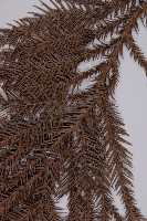 柳杉藏品圖，第5張