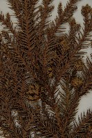 柳杉藏品圖，第5張