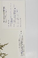 台灣肖楠藏品圖，第2張