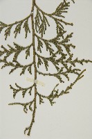 台灣肖楠藏品圖，第3張