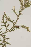 台灣肖楠藏品圖，第4張