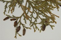 台灣肖楠藏品圖，第4張