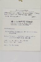 台灣肖楠藏品圖，第2張