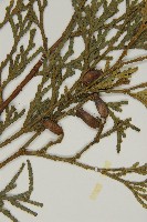 台灣肖楠藏品圖，第3張