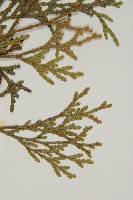 台灣肖楠藏品圖，第4張