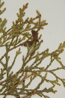 台灣肖楠藏品圖，第5張