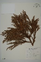 柳杉藏品圖，第1張