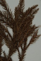 柳杉藏品圖，第3張