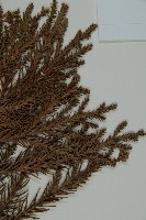 柳杉藏品圖，第4張