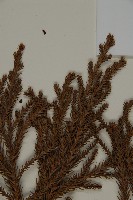 柳杉藏品圖，第4張