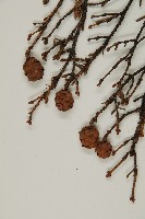 臺灣鐵杉藏品圖，第3張