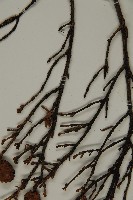 臺灣鐵杉藏品圖，第4張