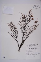 臺灣鐵杉藏品圖，第1張