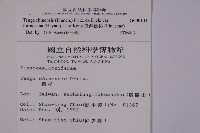 臺灣鐵杉藏品圖，第2張