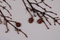 臺灣鐵杉藏品圖，第3張