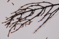 臺灣鐵杉藏品圖，第4張