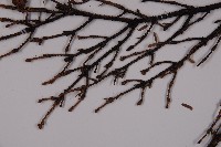 臺灣鐵杉藏品圖，第5張