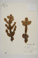 臺灣冷杉藏品圖，第1張