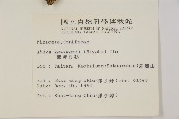 臺灣冷杉藏品圖，第2張