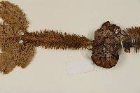 臺灣冷杉藏品圖，第3張