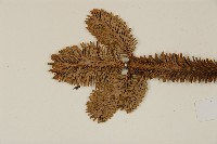 臺灣冷杉藏品圖，第4張