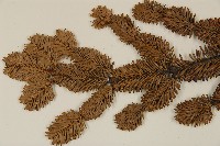 臺灣冷杉藏品圖，第5張