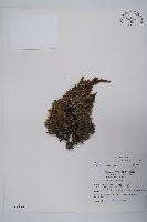 香青藏品圖，第1張