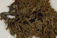 香青藏品圖，第3張