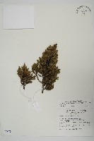 香青藏品圖，第1張