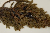 香青藏品圖，第3張