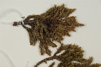 香青藏品圖，第4張