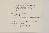 臺灣冷杉藏品圖，第2張