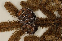 臺灣冷杉藏品圖，第3張