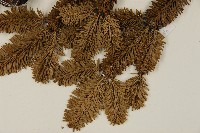 臺灣冷杉藏品圖，第4張