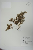 刺柏藏品圖，第1張