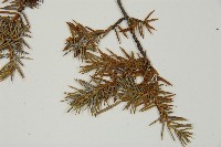 刺柏藏品圖，第3張