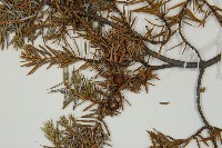 刺柏藏品圖，第4張