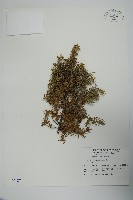 刺柏藏品圖，第1張